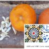 Orange Blossom Flower and Bitter Orange Fruits