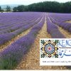 Lavender Landscape Provence