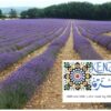 Lavender Landscape Provence