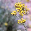 Helichrysum Immortelle Flower in Provence