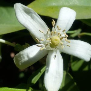 Neroli Flower KENZA