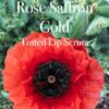 rose-saffron-glow-tinted-lip-serum-with-prickly-pear-seed-oil