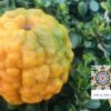 Bitter Orange - Neroli Orange Blossom Essential Oil © KENZA International Beauty