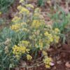 Helichrysum Italicum Immortelle Flowers in Provence