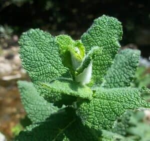 Mint - Morocco KENZA International Beauty