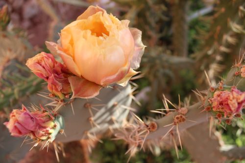 prickly-pear-cactus-morocco