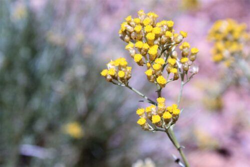 Prickly Pear Seed Oil & Helichrysum Italicum Immortelle Pure GLOW Facial Oil - Image 3