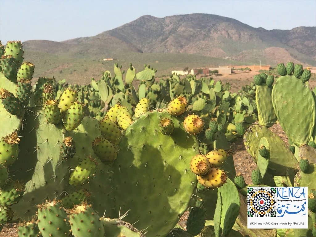 prickly-pear-seed-oil-wholesale