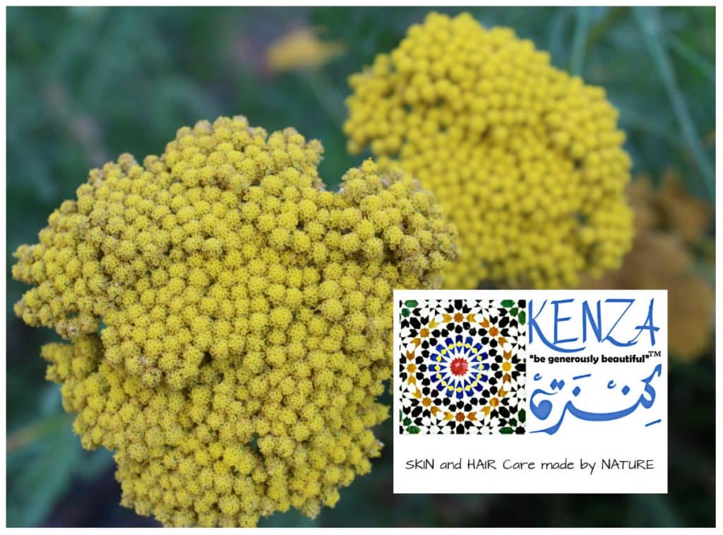 Immortelle Flower Provence