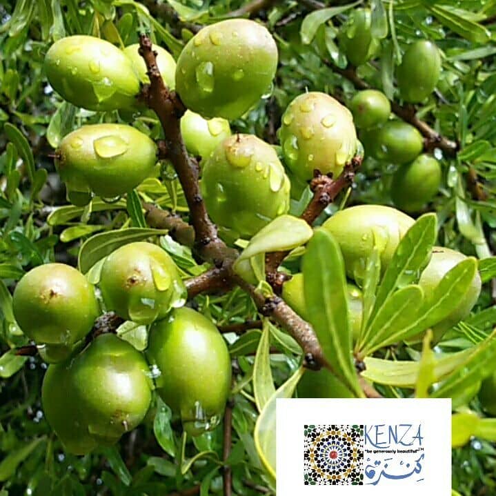 Argan Tree Morocco