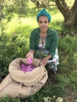 Roses, Rose Oil Otto and Rose Hydrosol Morocco