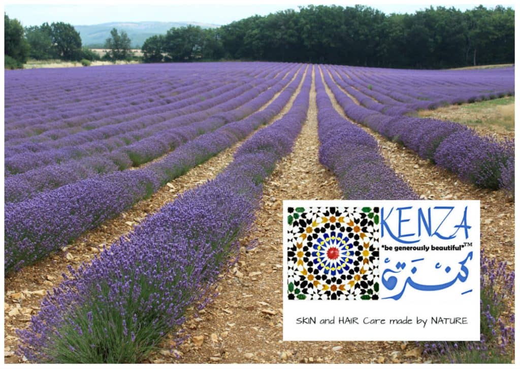 Lavender Landscape Provence