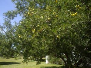 Argan Tree in Essaouira Morocco