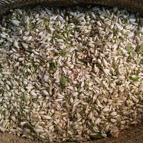 Orange Blossom Flower in Basket Fes