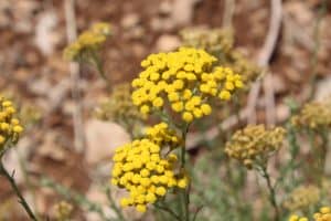 Helichrysum Immortelle Plant in Provence