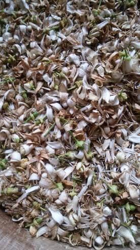 Orange Blossom Flower in Basket Fes