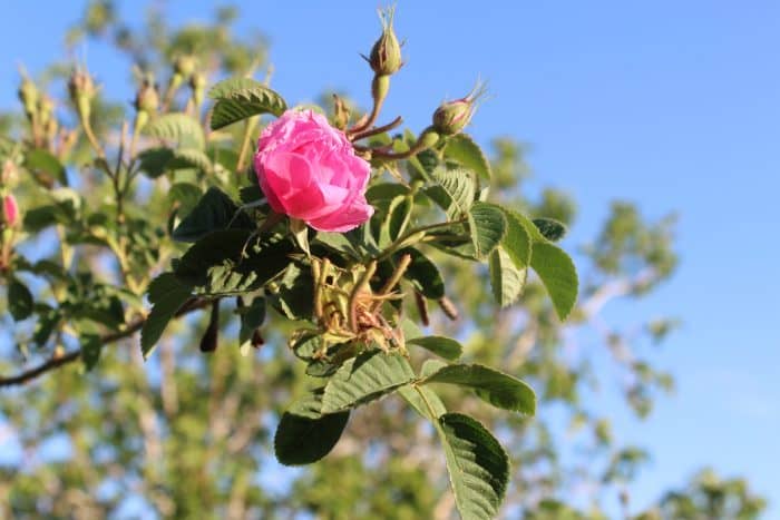 Rose Maroc KENZA International Beauty