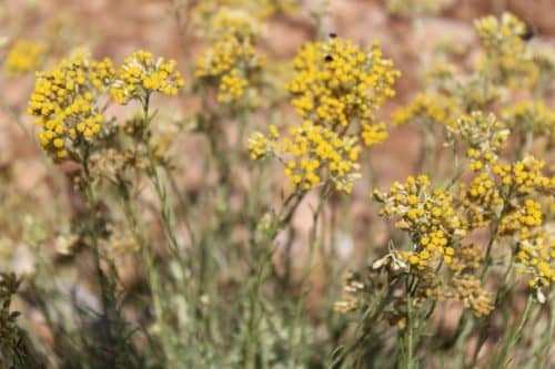 Field of Helichrysum Italicum Flowers in Provence