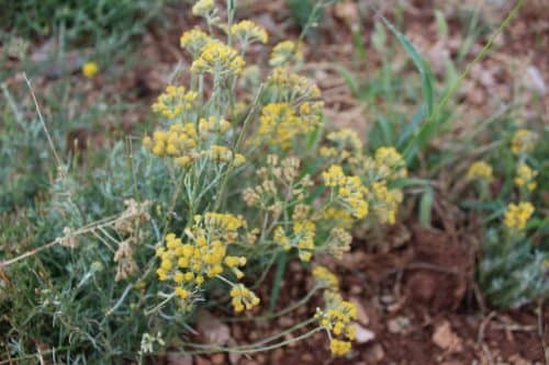 Helichrysum Italicum Immortelle Flowers in Provence