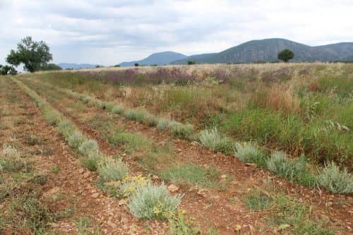 Helichrysum Italicum Flowers Field in Provence