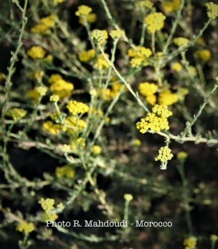 Blue Tansy Moroccan Chamomile by Rida Mahdoudi Morocco