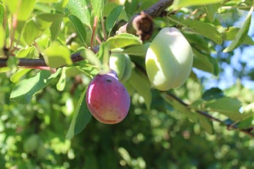 Plums Prunes France ©KENZA International Beauty plum-oil