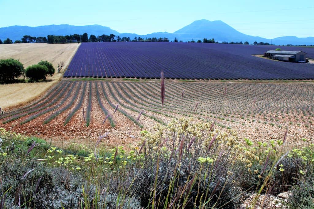Essential Oils Wholesale Lavender Provence France Kenza International Beauty