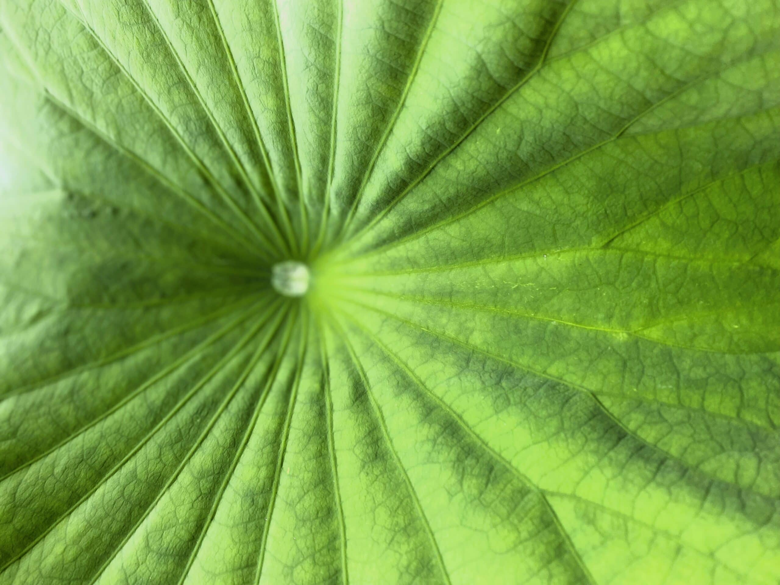 Clean Beauty New York KENZA International Beauty