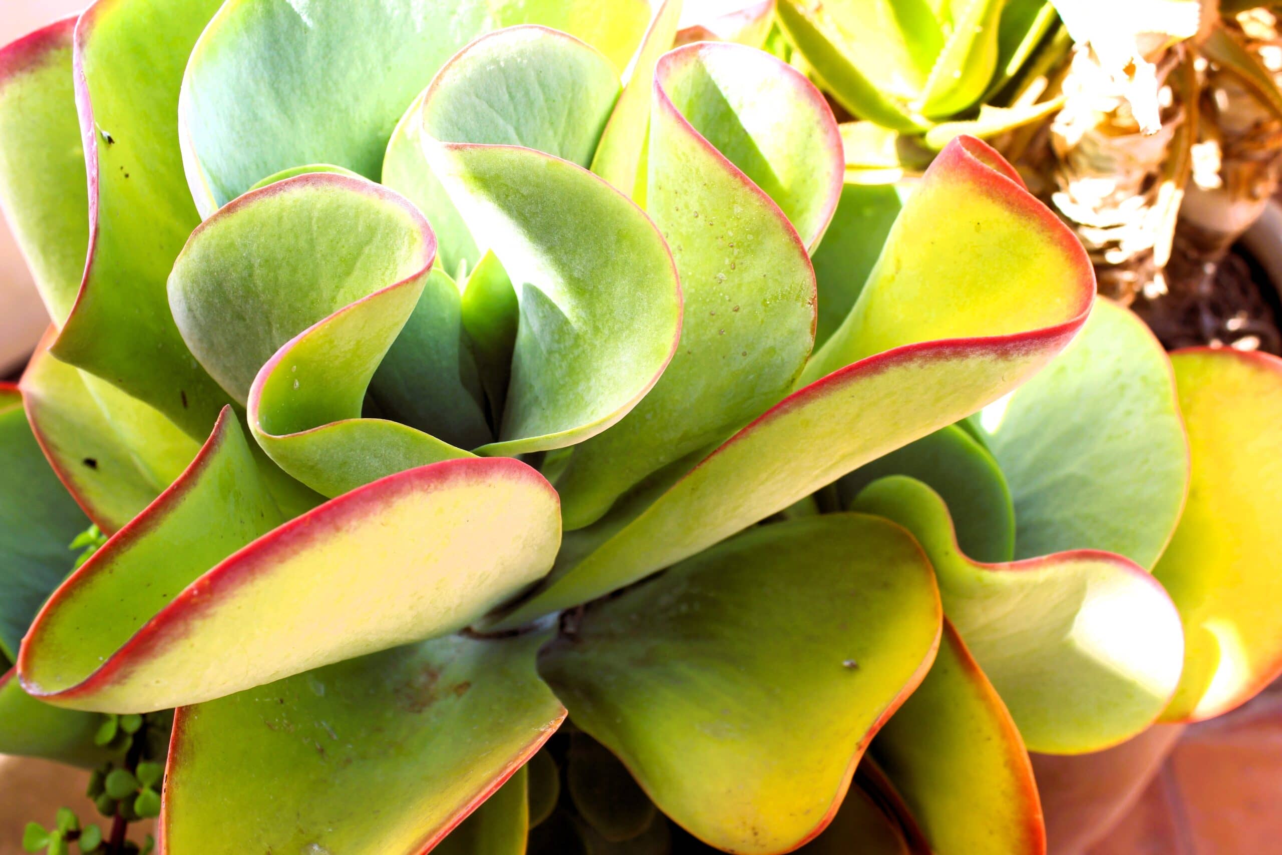 coming-soon-at-kenza-international-beauty